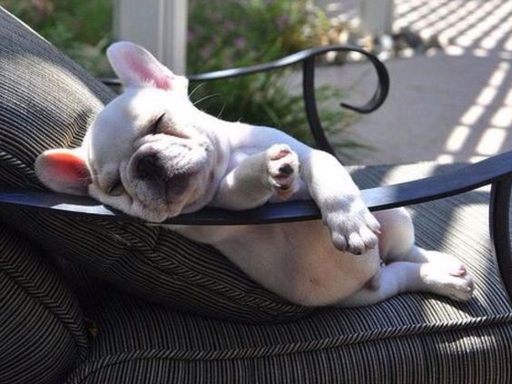 A French Bulldog puppy sleeping on the chair in the front porch