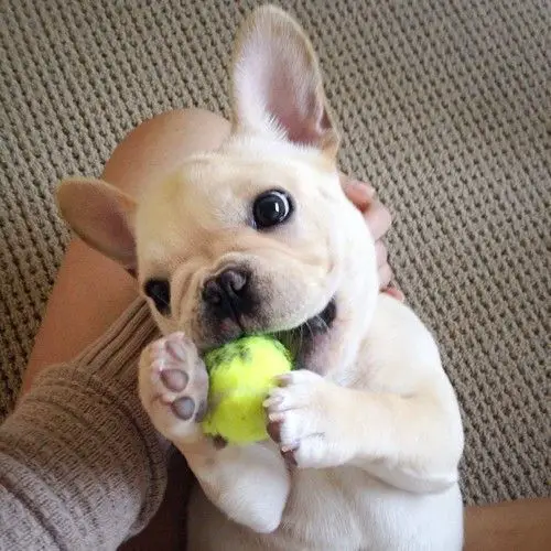 A French Bulldog puppy in the lap of a woman while biting its tennis ball