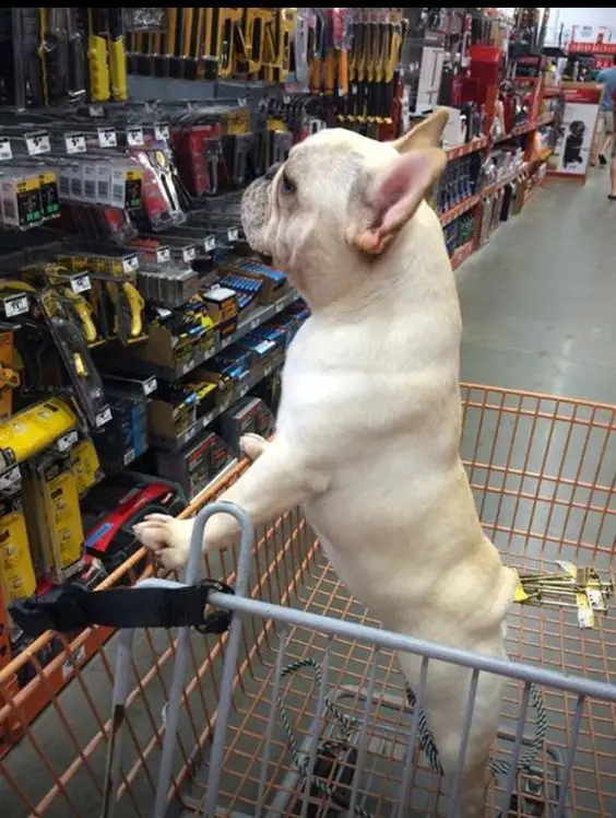 A white French Bulldog standing up in the shopping cart
