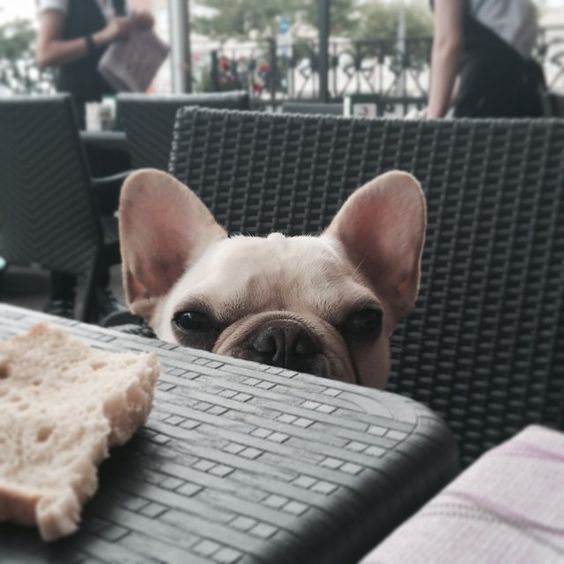 A French Bulldog sitting on the chair while peeking at the bread on the table