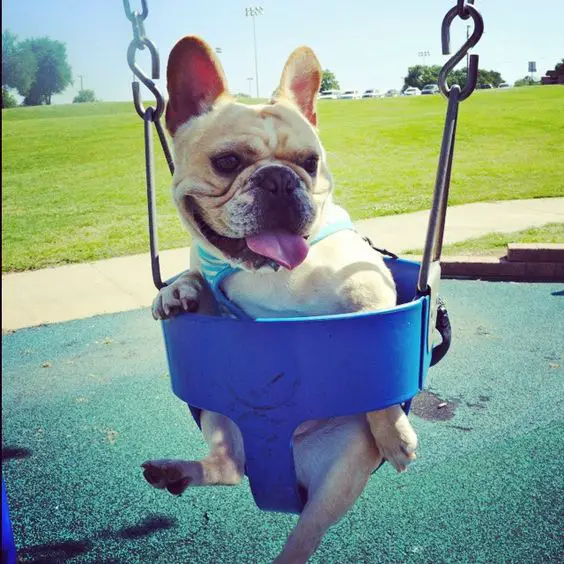 A French Bulldog sitting in a swing at the park