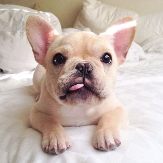 A French Bulldog puppy lying on the bed with small tongue sticking out on the side of its mouth