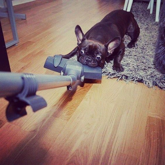 black French Bulldog biting the vacuum cleaner