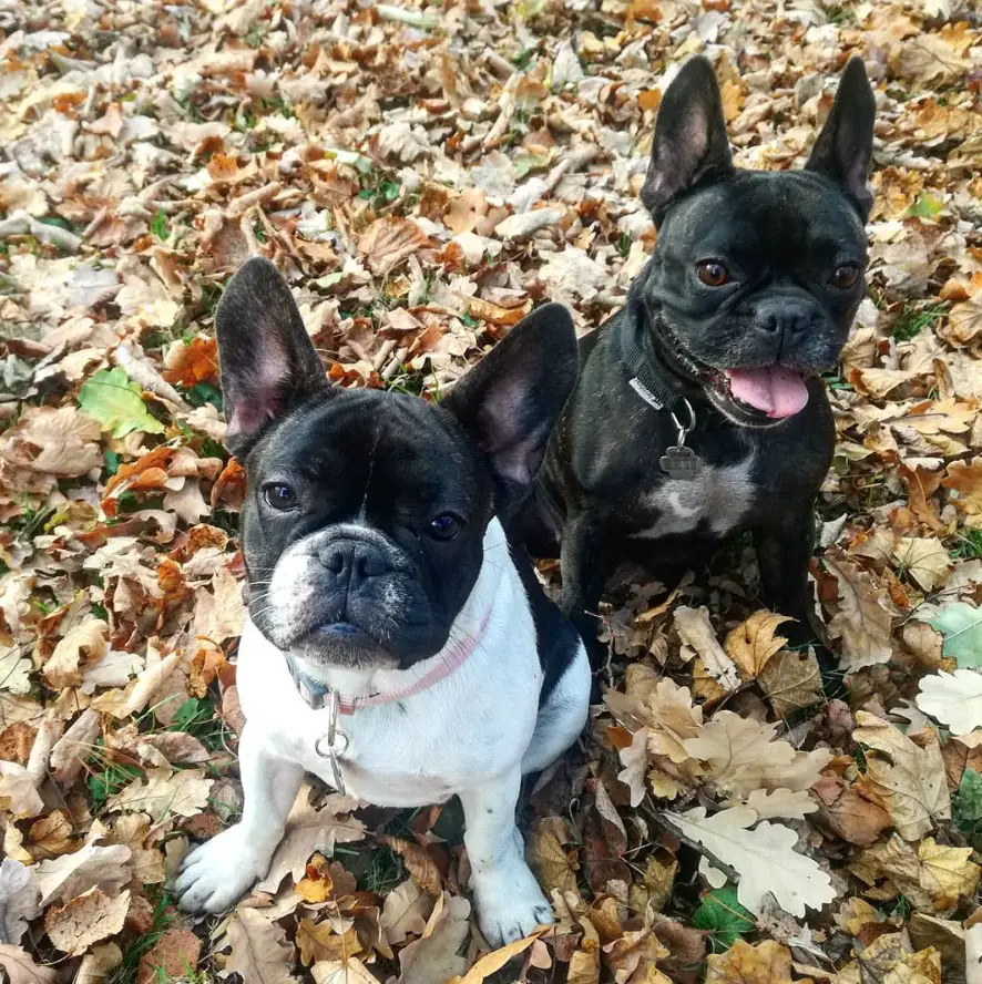 two French Bulldogs sitting on the dried leaves outdoors