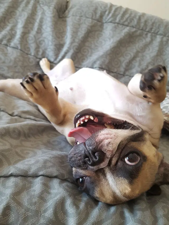 A French Bulldog lying on its back on the couch