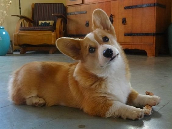 Corgi resting on the floor