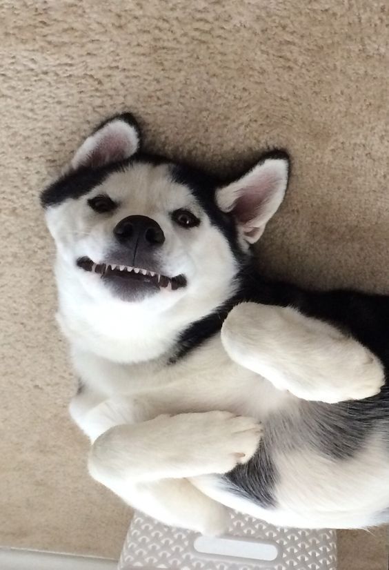 Smiling Husky on the floor