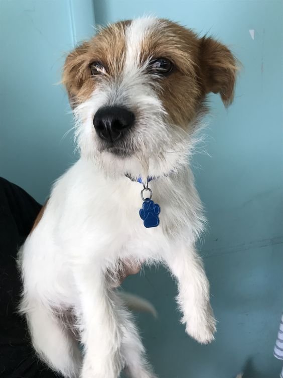 Jack Russell Terrier being held up by a person