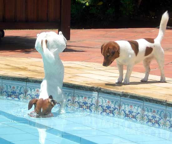 Jack Russell jumping towards the stairs inside the pool while the other Jack Russell is staring at him while standing on the edge of the pool