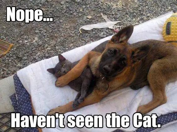 German Shepherd lying on the blanket outdoors with a cat photo with a text 