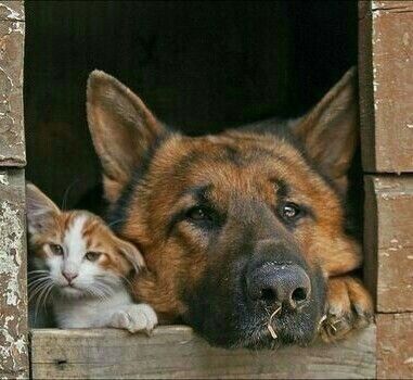 A German Shepherd peeking from inside the dog house with a cat