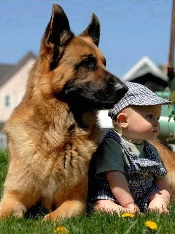 German Shepherd lying on the green grass with a baby sitting beside it