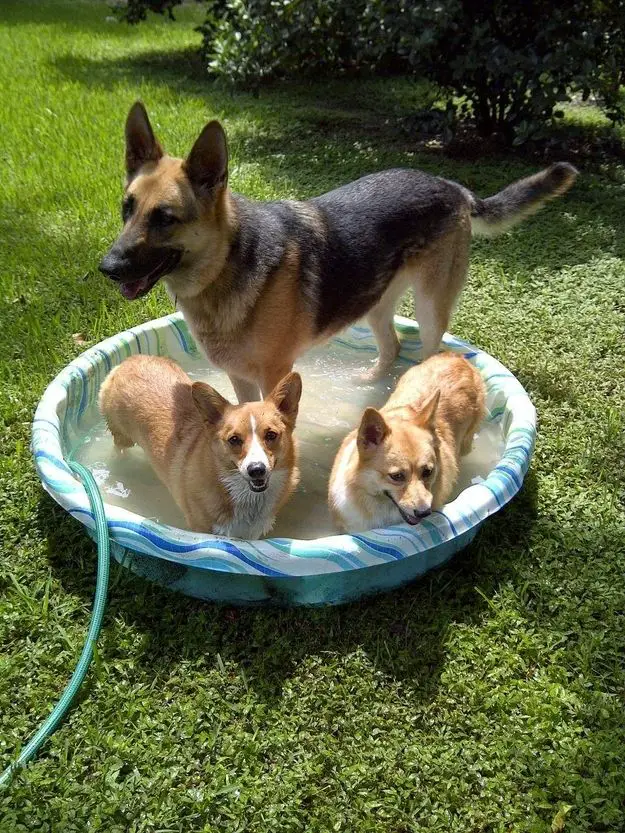 two Corgi and a german shepherd inside the inflatable pool in the garden