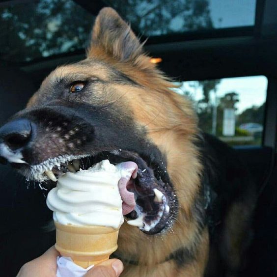 German Shepherd eating ice cream