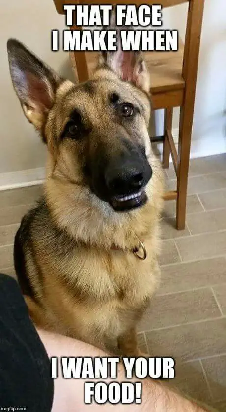 smiling German Shepherd sitting on the floor photo with a text 