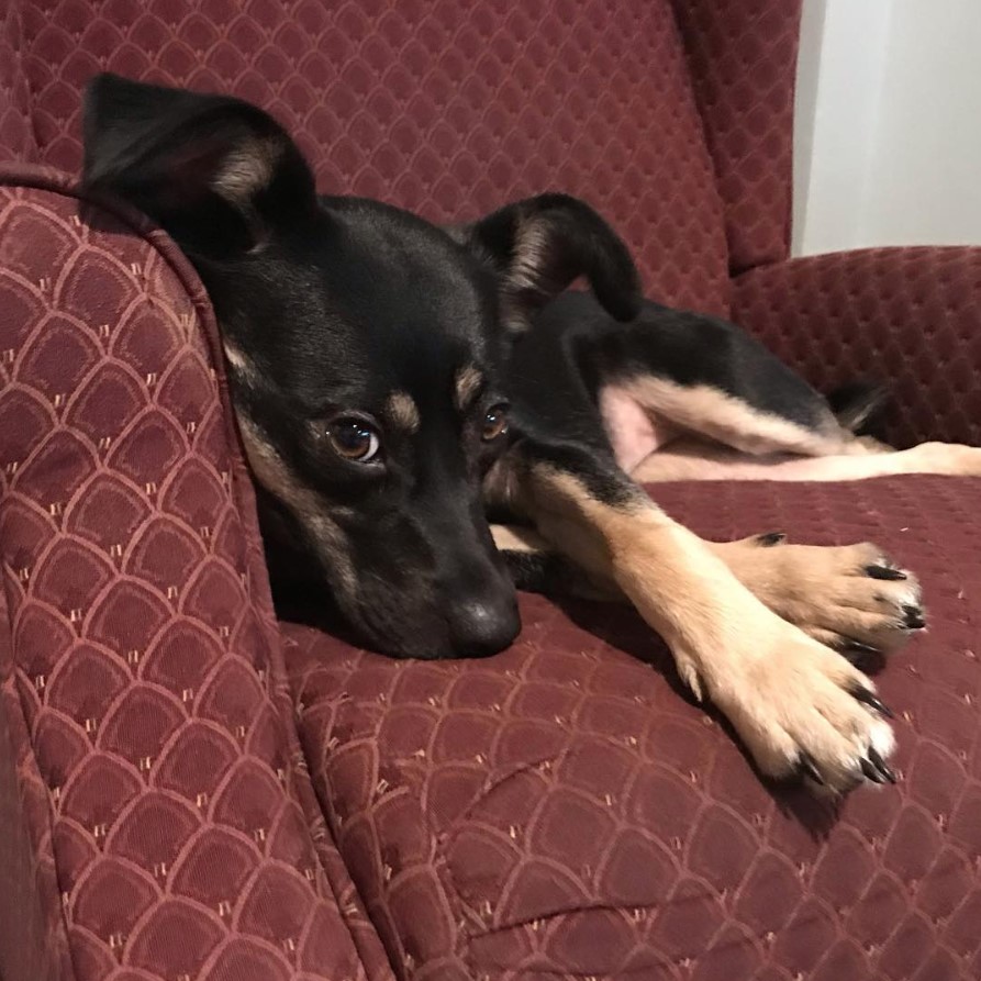 Shollie puppy lying on the couch