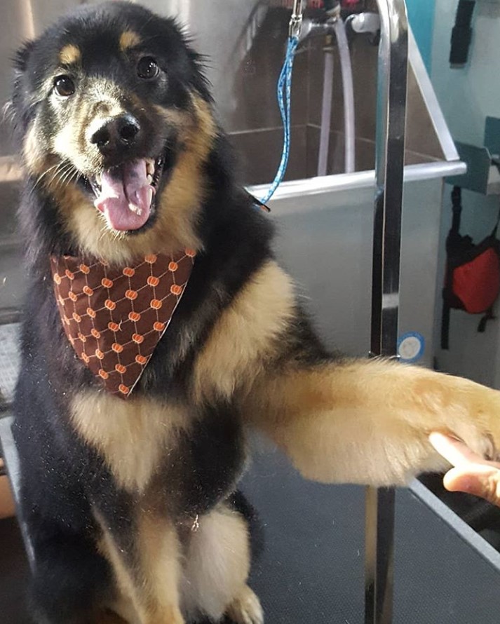 German Shepherd Border Collie mix sitting on the grooming table while having its nail cut by a groomer