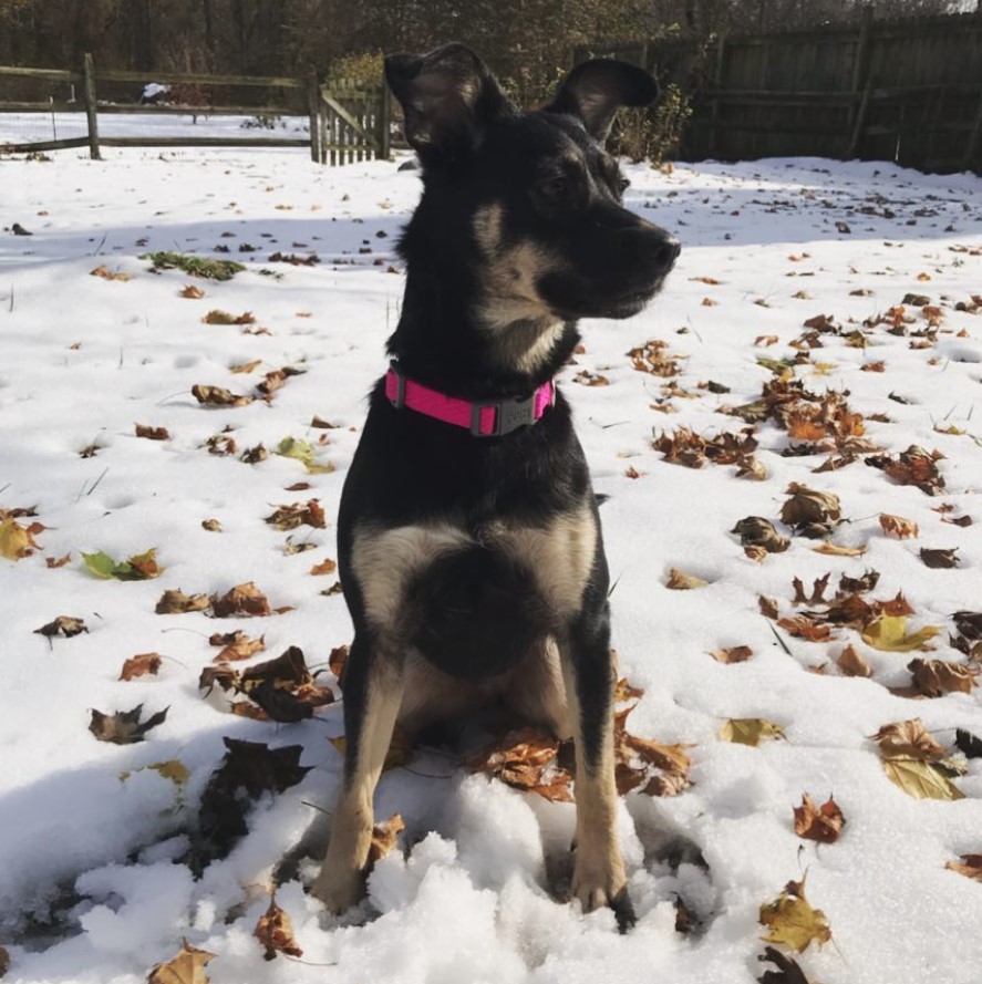 Shollie sitting in snow with fallen dried leaves