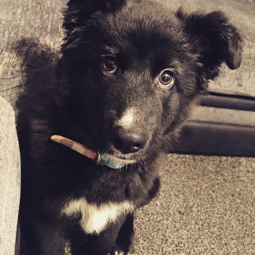 Shollie sitting on the floor with its begging face