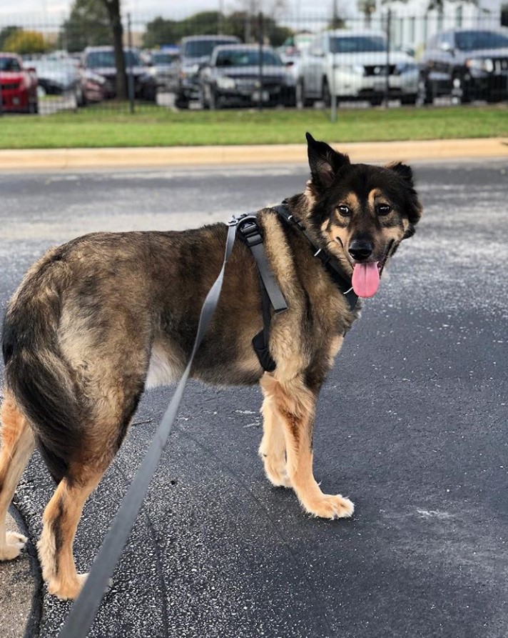 German Shepherd Border Collie mix taking a walk in the street