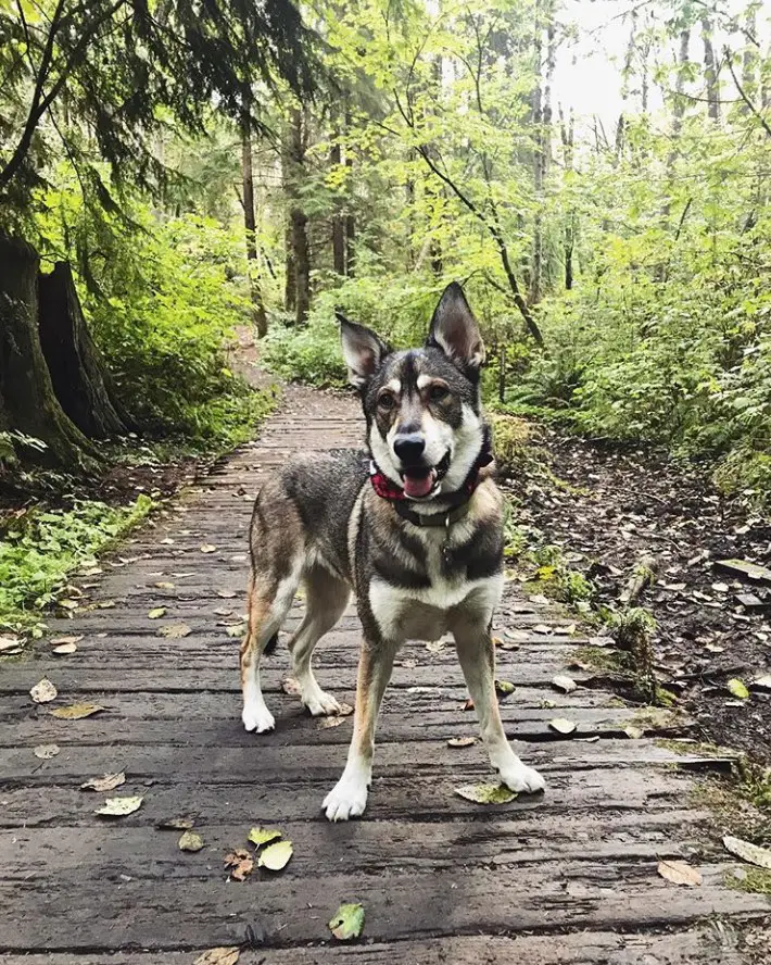 German Shepherd Border Collie mix standing on the wooden pathway in the forest