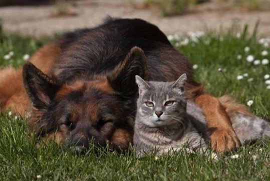 A German Shepherd lying on the grass with a cat