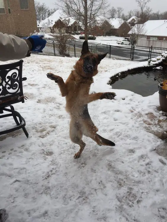 German Shepherd standing up outdoors in snow
