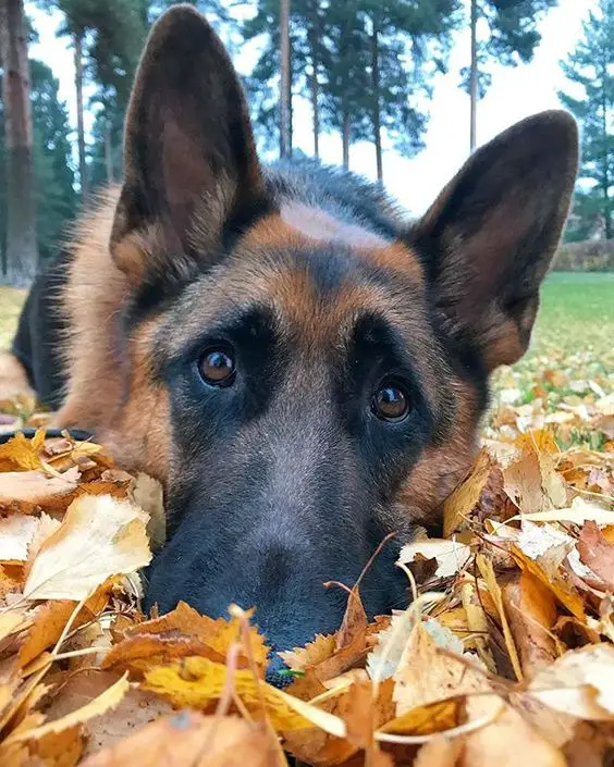 German Shepherd dog lying down on the dried leaves on the ground 