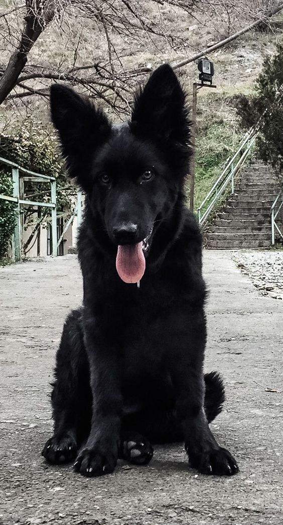 A black German Shepherd sitting on the pavement with its tongue out