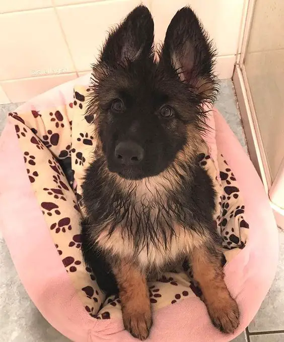 A fresh from bath German Shepherd puppy sitting on the bed