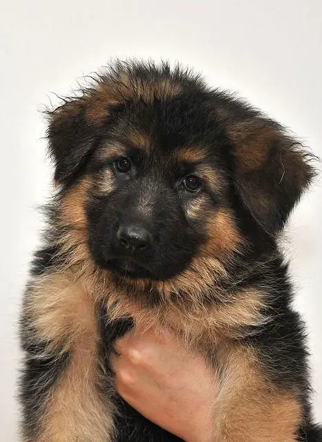a German Shepherd puppy being held by a woman
