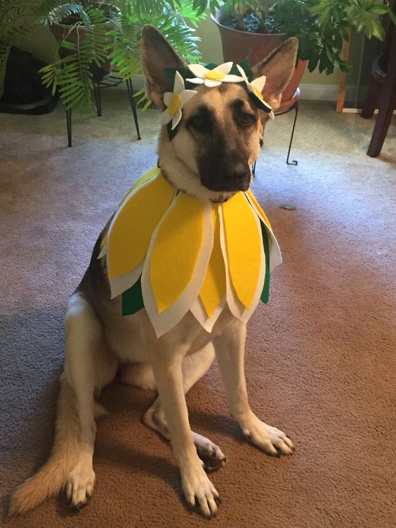 German Shepherd in a flower costume