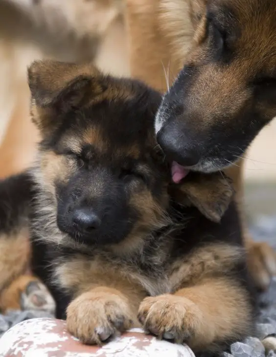German Shepherd dog licking a puppy