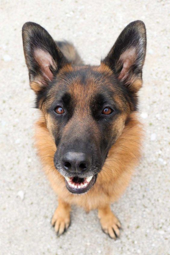 German Shepherd smiling