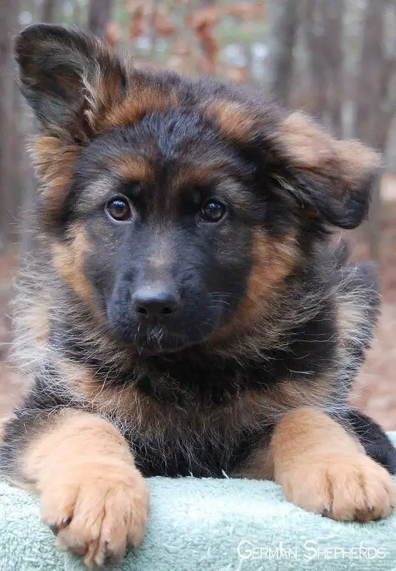 A German Shepherd puppy in the forest