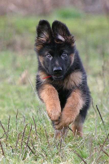 German Shepherd puppy running