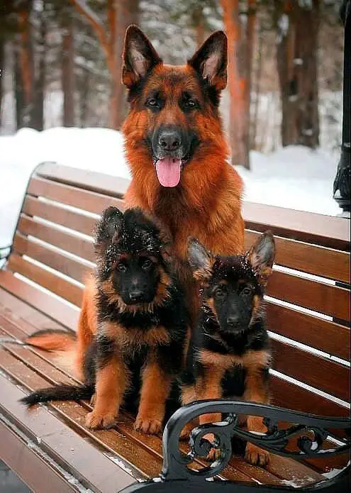 And adult and two German Shepherd puppies sitting on the bench at the park during snow