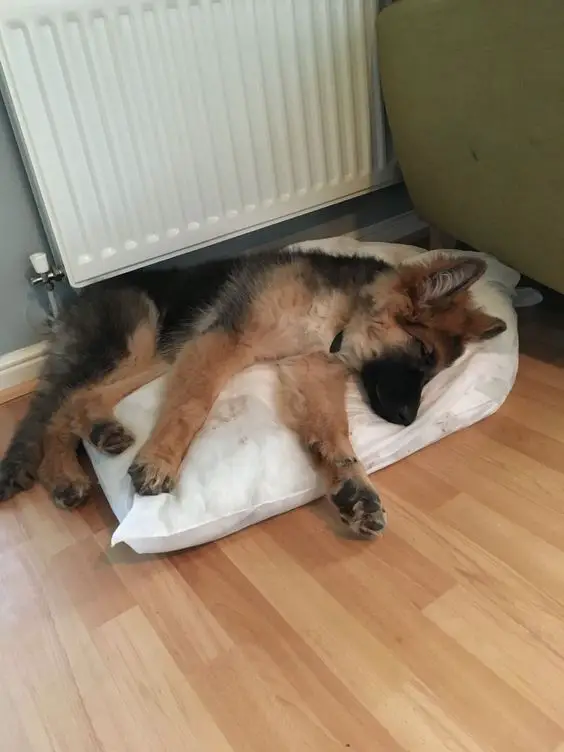 German Shepherd puppy sleeping on its bed