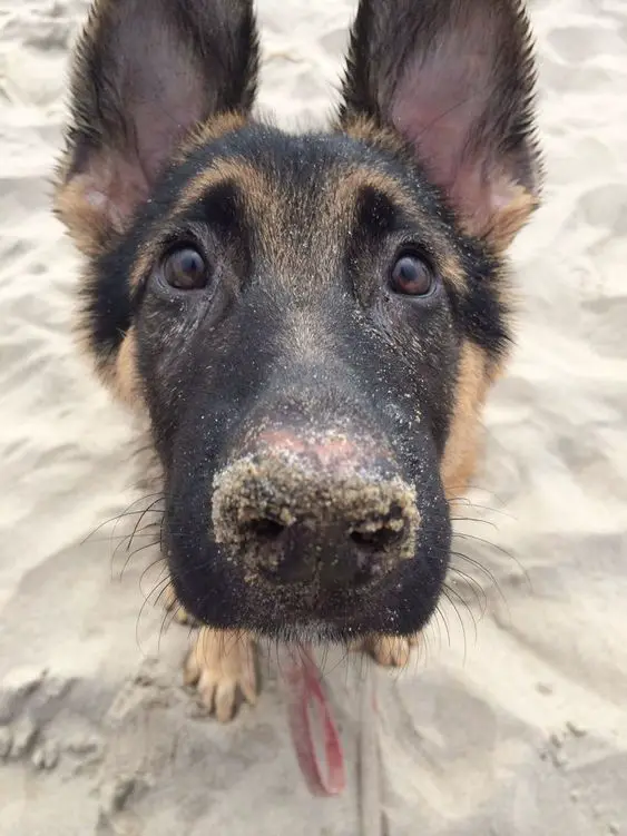 German Shepherd with its adorable face with sand on its nose