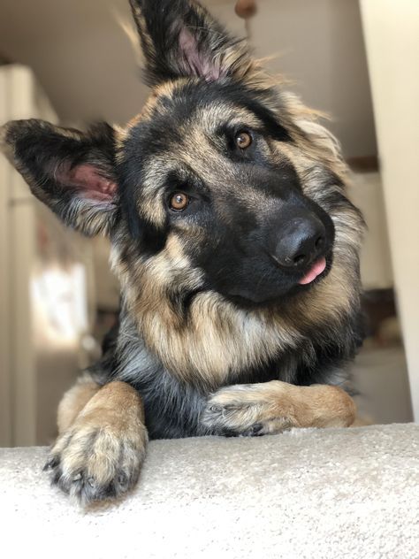 German Shepherd tilting its head