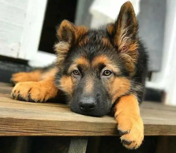 A German Shepherd lying in the front porch