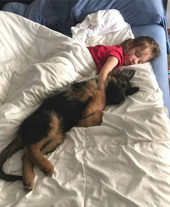 German Shepherd sleeping on the bed with a kid