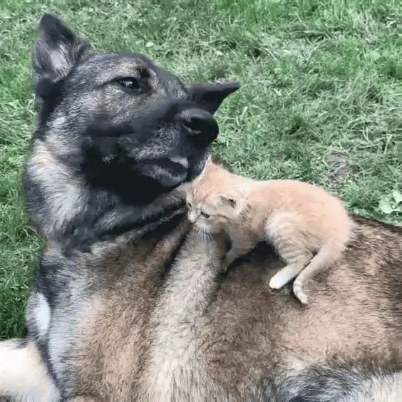 German Shepherd lying on the grass with a cat on top of it