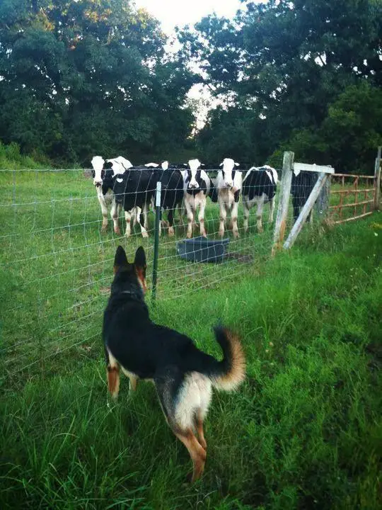 German Shepherd looking at the cows in the farm