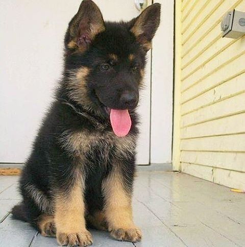 German Shepherd puppy sitting on the floor with its tongue sticking out