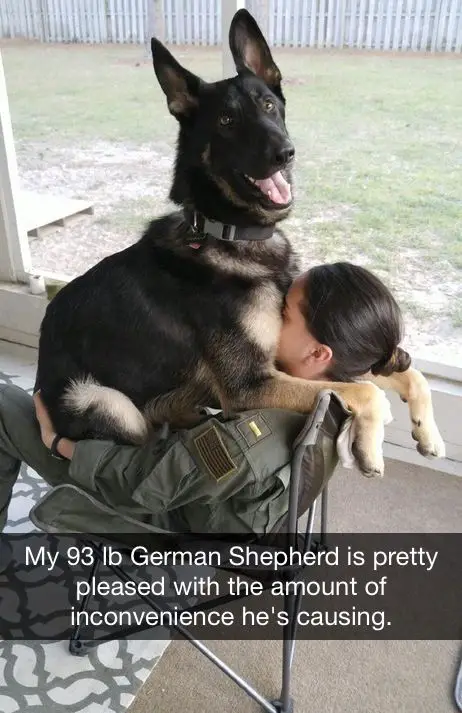 German Shepherd dog sitting on the lap of its owner with a text 