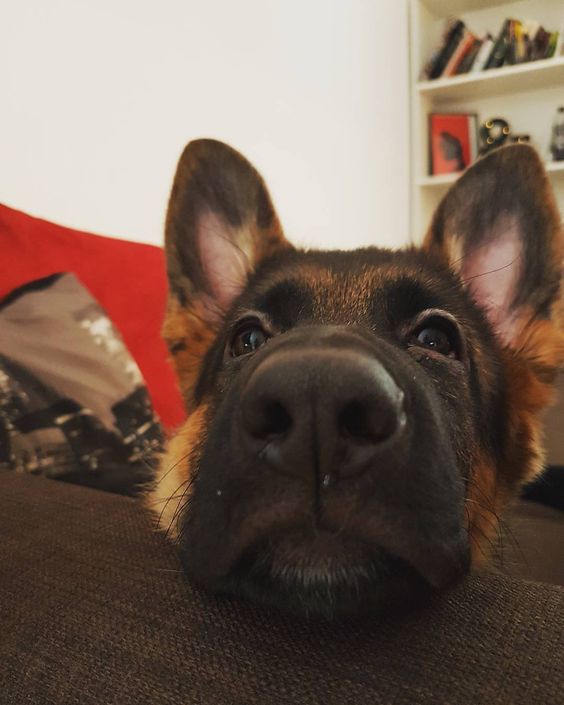 German Shepherd resting its begging face on the couch
