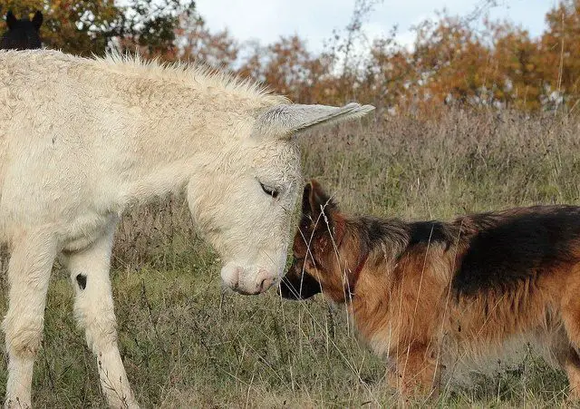 A German Shepherd pressing its head against the horse standing in front of him in the forest