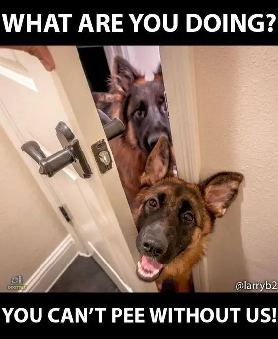 two German Shepherd peeking behind the door while smiling photo with text - What are you doing? You can't pee without us!