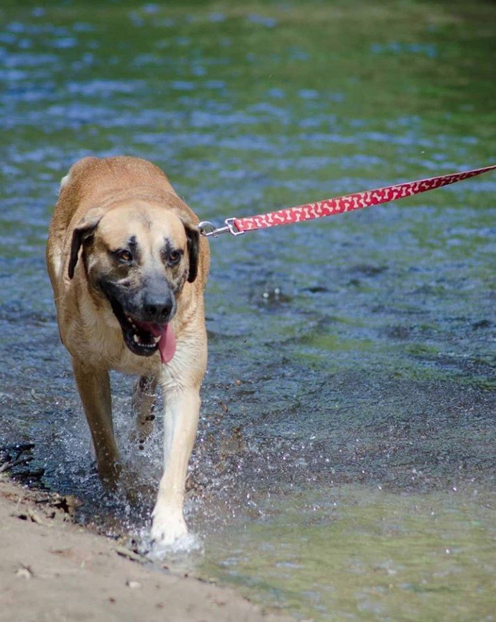 A Great Dane German Shepherd mix walking in the water by the beach